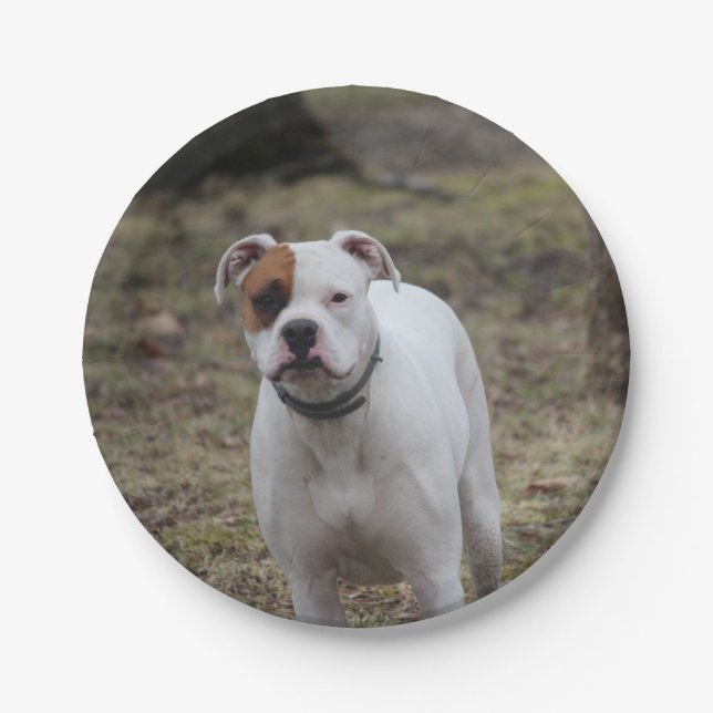 Boxer Pappteller (Vorderseite)