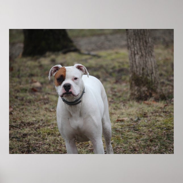 Boxer Poster (Vorne)