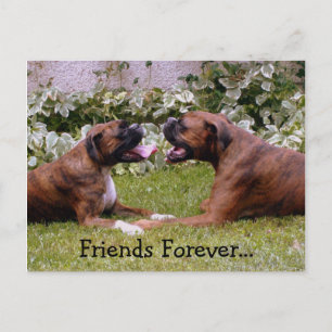 Boxer Postkarte