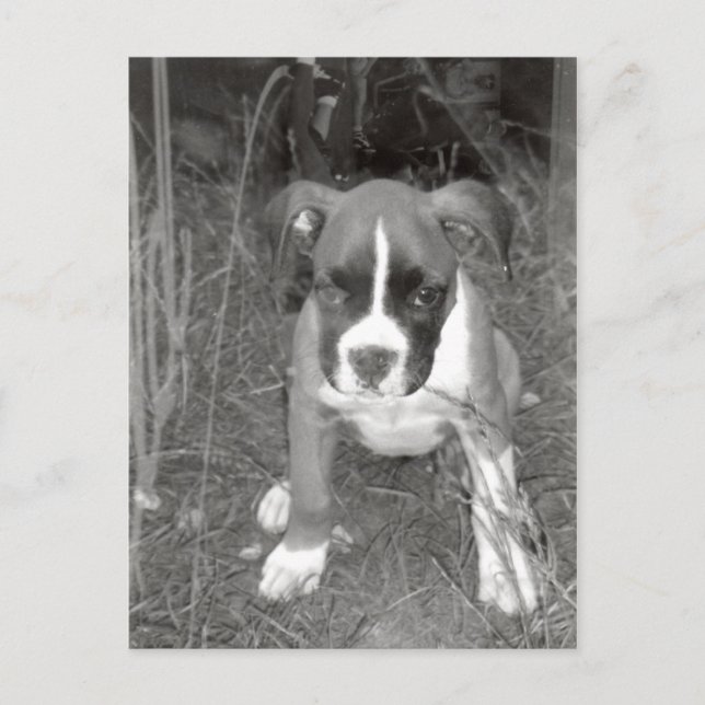 Boxer Pup Postcard Postkarte (Vorderseite)