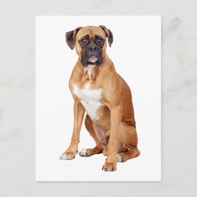 Boxer Puppy Dog Blank Grußkarte Postkarte (Vorderseite)