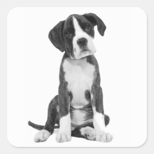 Boxer Puppy Dog Grußaufkleber Quadratischer Aufkleber
