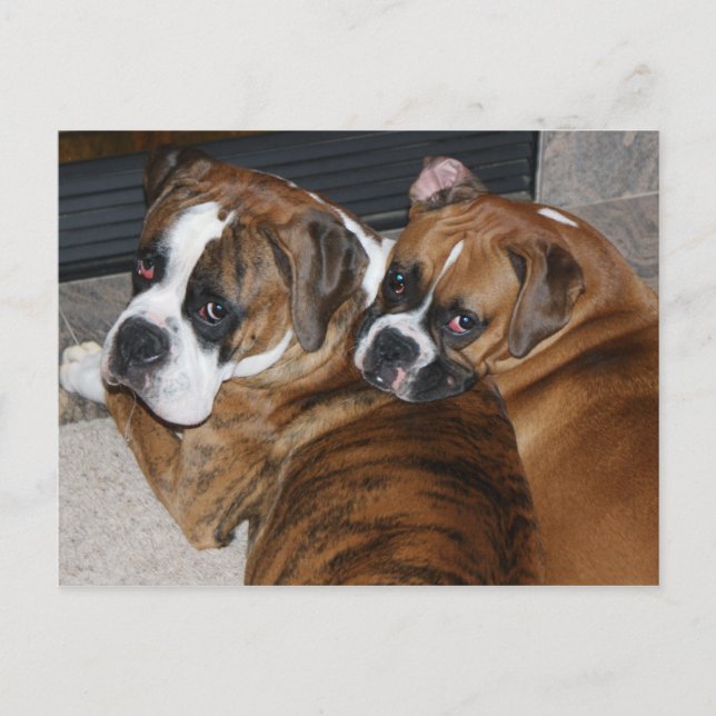 Boxer Puppy Postcard Postkarte (Vorderseite)