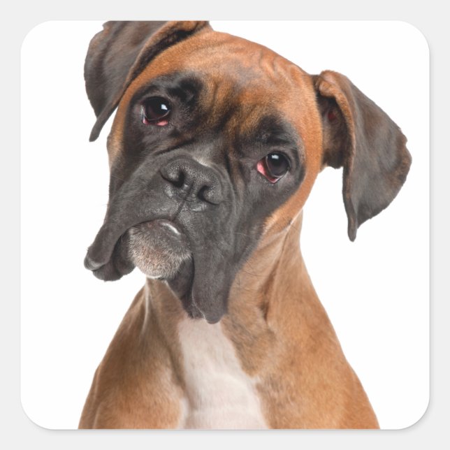 Boxer Puppy Quadratischer Aufkleber (Vorderseite)