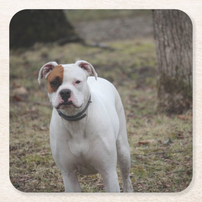 Boxer Rechteckiger Pappuntersetzer (Vorderseite)