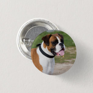 Boxer Sitting Button