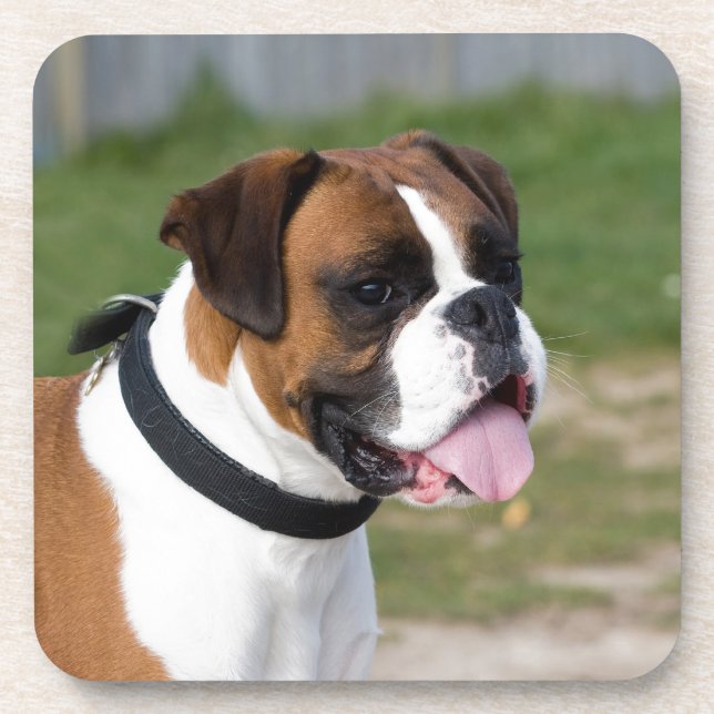 Boxer Sitting Getränkeuntersetzer (Vorderseite)