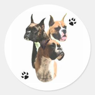 Boxer Trio - Aufkleber