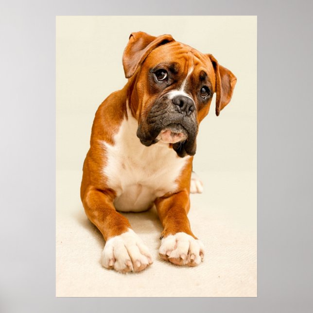Boxer Welpe auf Elfenbeincreme Hintergrund. Poster (Vorne)