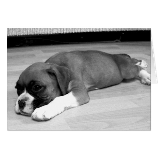 Boxer Welpe "Sasha" entspannende Grußkarte