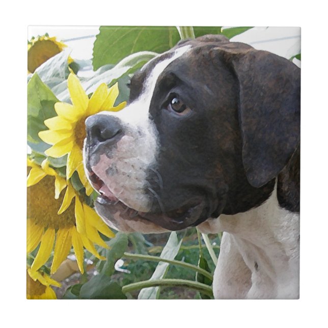 Boxer-Welpe und Sonnenblumen Fliese (Vorderseite)