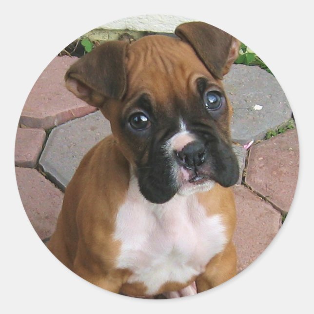 Boxer-Welpenaufkleber Runder Aufkleber (Vorderseite)