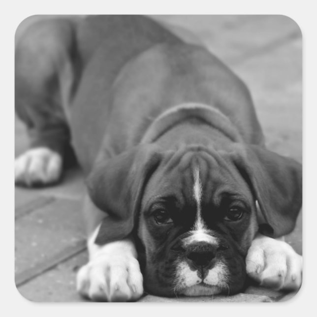 Boxer Welpenhund schwarz-weiß Aufkleber / Siegel (Vorderseite)
