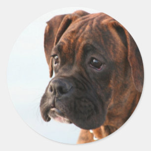 Boxer-Welpensticker Runder Aufkleber