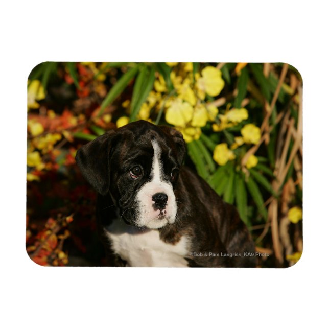 Boxer Welppies Magnet (Horizontal)