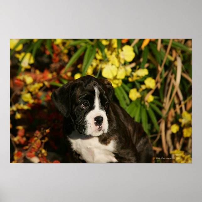 Boxer Welppies Poster (Vorne)
