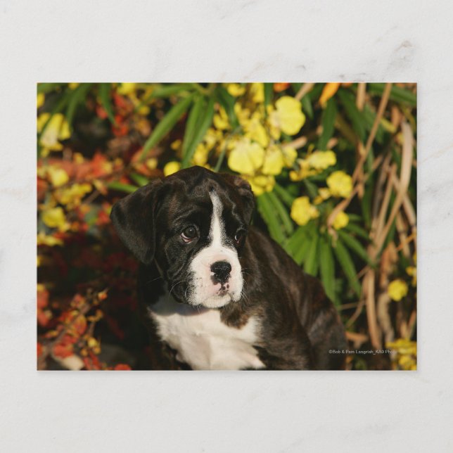 Boxer Welppies Postkarte (Vorderseite)