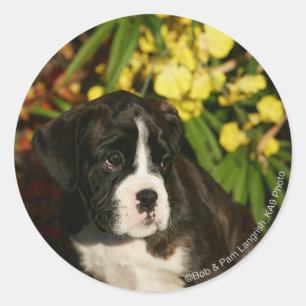 Boxer Welppies Runder Aufkleber
