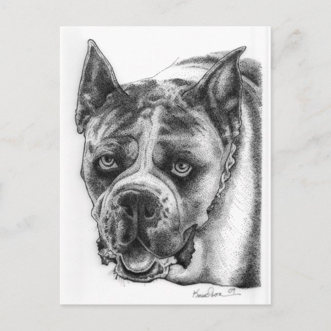 Boxer Zeichnend Postkarte (Vorderseite)