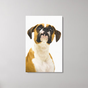 Boxerhund, der oben schaut leinwanddruck
