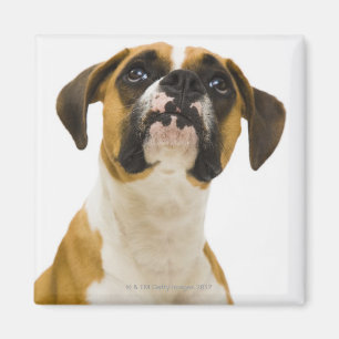 Boxerhund, der oben schaut magnet