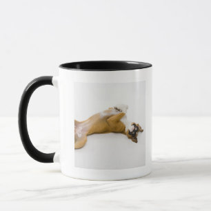 Boxerhund, der zurück auf sie auf den Boden legt Tasse