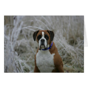 Boxerhund sitzt im Frost