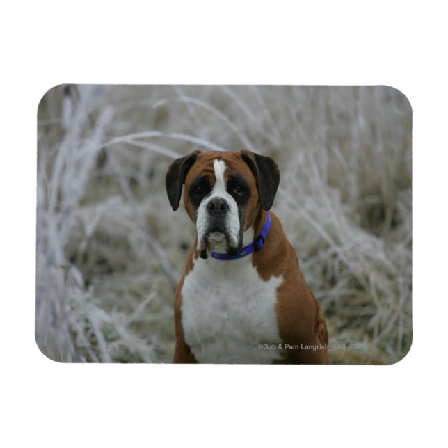 Boxerhund sitzt im Frost Magnet (Horizontal)