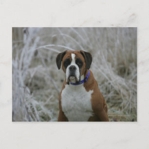 Boxerhund sitzt im Frost Postkarte