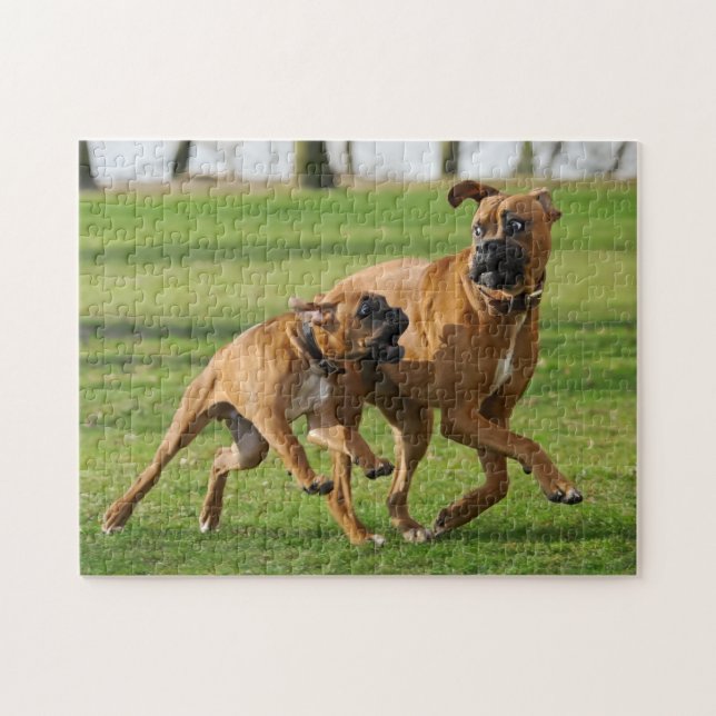 Boxerhunde lassen ein lustiges Rennen laufen (Horizontal)