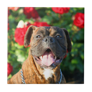BoxerhundKeramik-Fliese Fliese