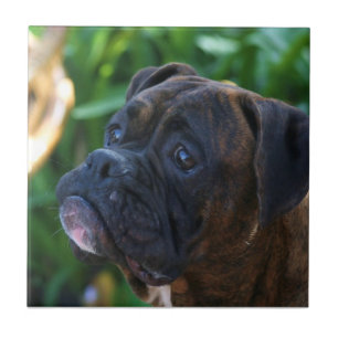 BoxerhundKeramik-Fliese Fliese