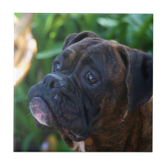 BoxerhundKeramik-Fliese Fliese (Vorderseite)