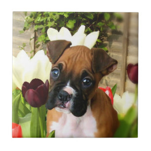 BoxerhundKeramik-Fliese Fliese