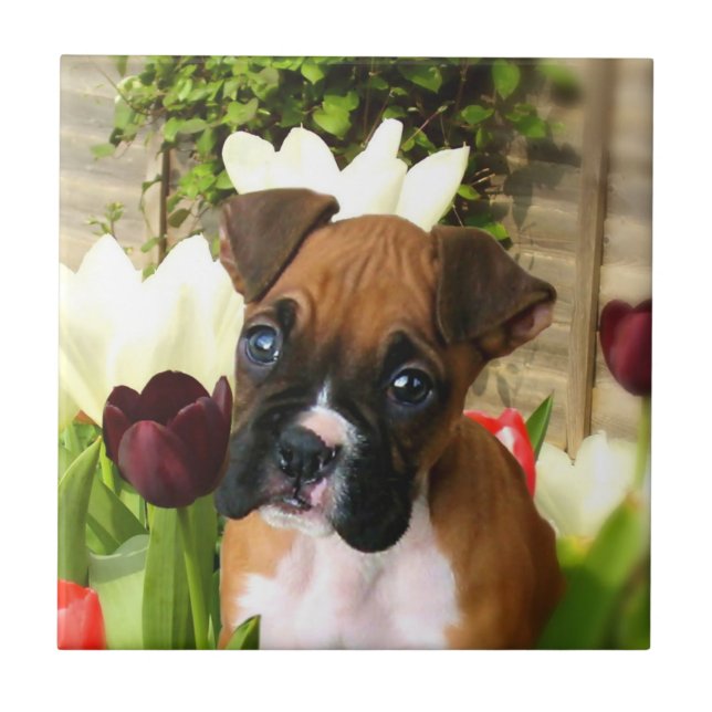 BoxerhundKeramik-Fliese Fliese (Vorderseite)