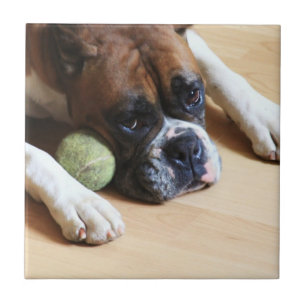 BoxerhundKeramik-Fliese Fliese