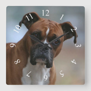 Boxerhundporträt-Quadrat-Wanduhr Quadratische Wanduhr
