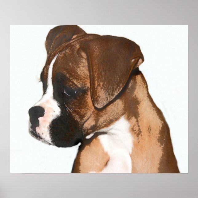 Boxerlöffel Poster (Vorne)