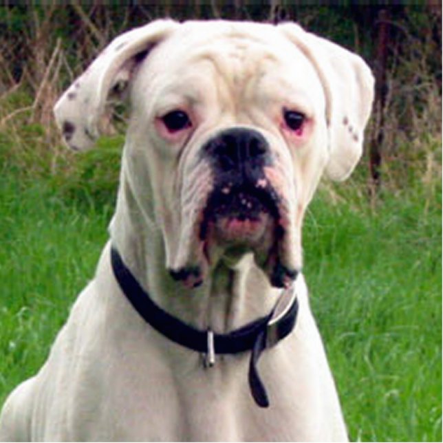 Boxerweiß Fotoskulptur Schlüsselanhänger (Vorne)
