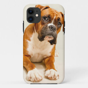 Boxerwelpe auf Elfenbeincremehintergrund title_seo2