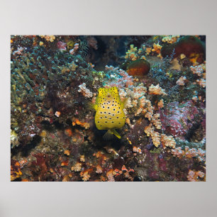 Boxfish Bly Poster