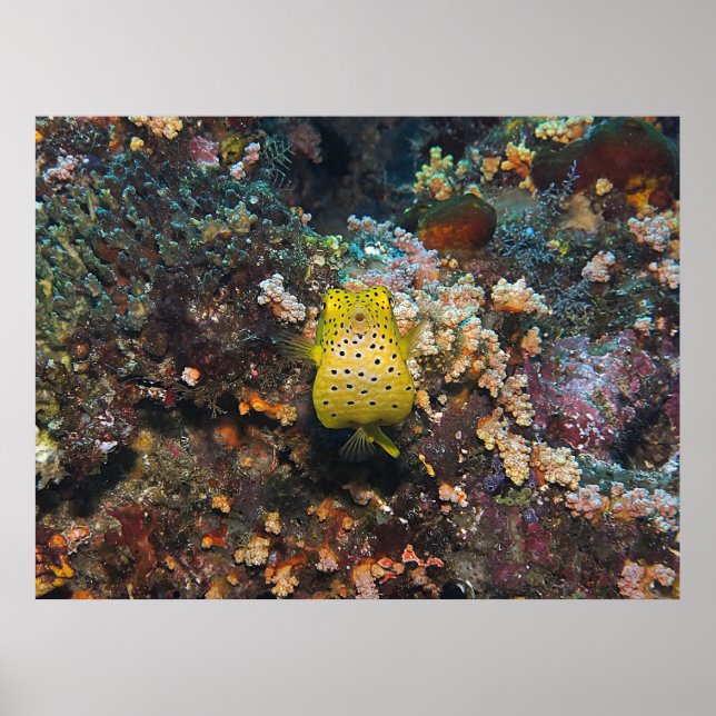 Boxfish Bly Poster (Vorne)