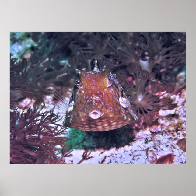 Boxfish in Komodo Poster (Vorne)