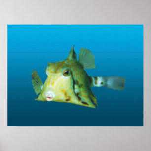 Boxfish Nah-up! Gradient-blauer Hintergrund Poster