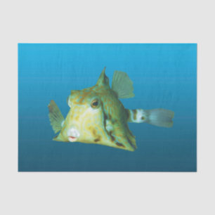 Boxfish Nah-up! Gradient-blauer Hintergrund Seidenpapier