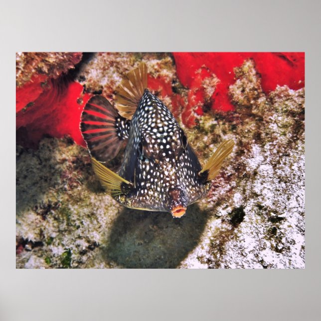 Boxfish Portrait Poster (Vorne)