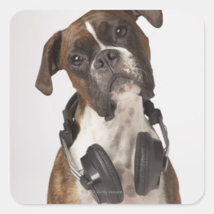 Boxhund mit Kopfhörer Quadratischer Aufkleber