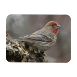 Boy House Finch Magnet