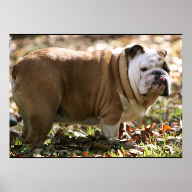 Boy Named Sue Poster (Vorne)