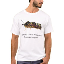 BOYB Raspberry Crown Borer